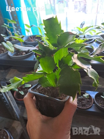 Три цвята коледниче бяло,розово и червено , снимка 2 - Стайни растения - 51951986