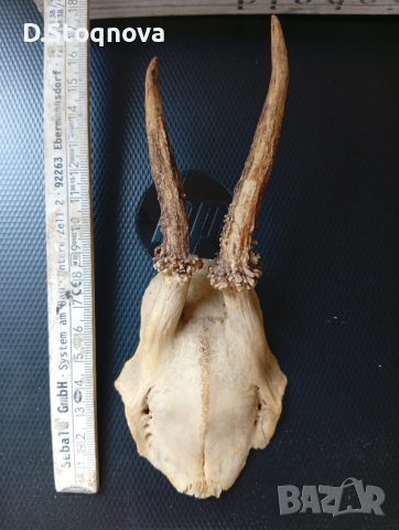 Еленови рога - 2 броя(малки, с част от черепа), снимка 6 - Антикварни и старинни предмети - 54254712