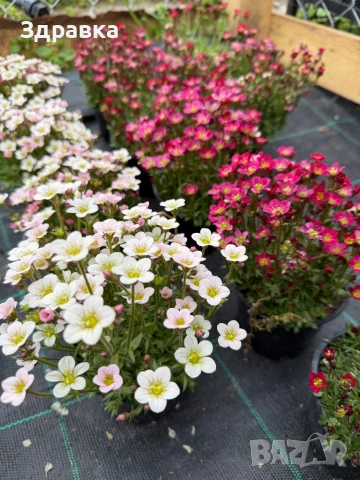 Саксифрага 3 цвята 