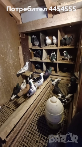Гълъби 30 броя, снимка 15 - Гълъби - 52369901