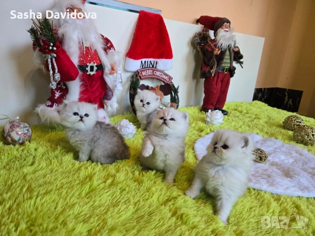 Британски дългокосмести котенца, снимка 2 - Други - 52730216