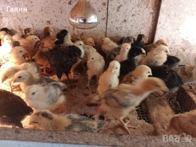 пилета дворни, снимка 1