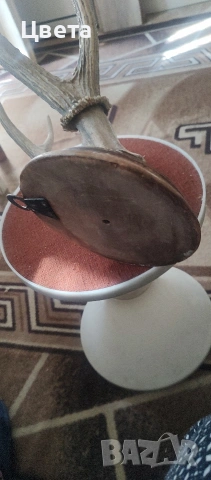 Еленови рога, снимка 5 - Декорация за дома - 53826537