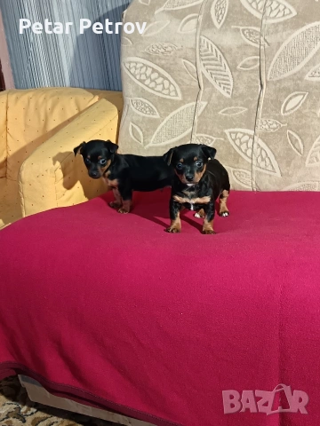 Пинчер мини , снимка 11 - Пинчер - 53690500