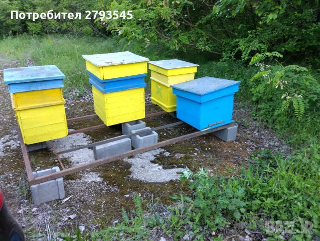 Пчелни кошери с пчелни семейства, снимка 1 - За пчели - 41903759