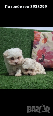 Малтийска болонка мини , снимка 4 - Болонка - 53921434