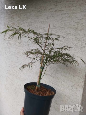 Японски клен/ацер ACER PALMATUM DISSECTUM, снимка 4 - Градински цветя и растения - 45983082