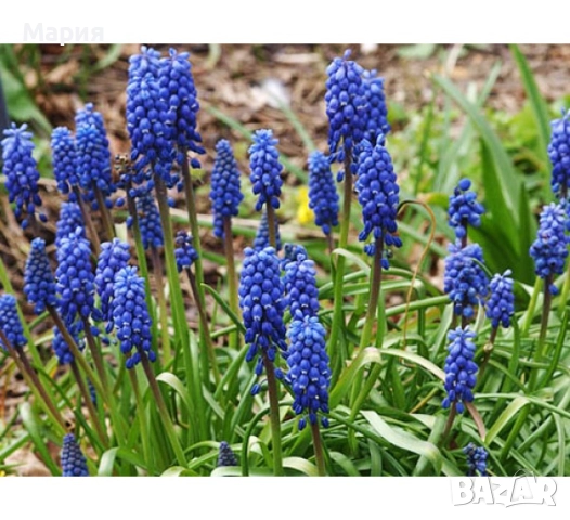 Мускари / Кукувиче грозде, снимка 2 - Градински цветя и растения - 52108328