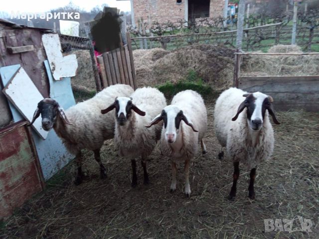 Продавам млади овце , снимка 1 - Овце - 46393002
