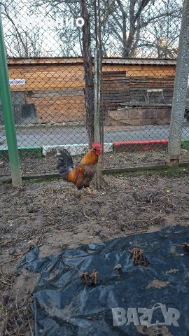 полуджинки за мътачки 