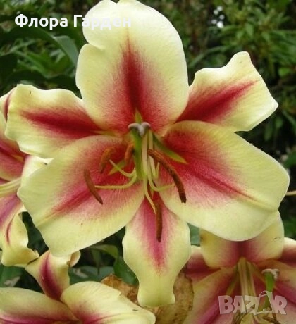 ЛИЛИУМ - Луковици/ПРЕДВАРИТЕЛНИ ПОРЪЧКИ, снимка 12 - Сортови семена и луковици - 40209682