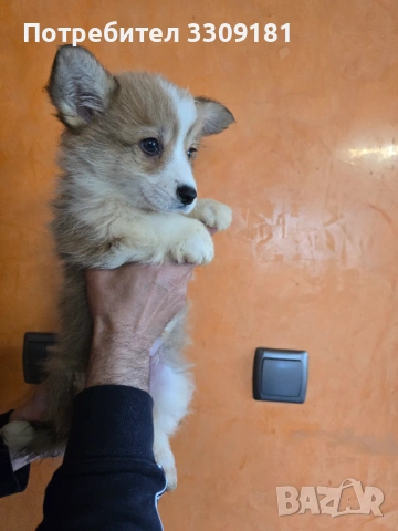 Уелско Корги Пембруг , снимка 4 - Други - 54208057