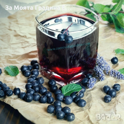 Арония - Растението чудо! 