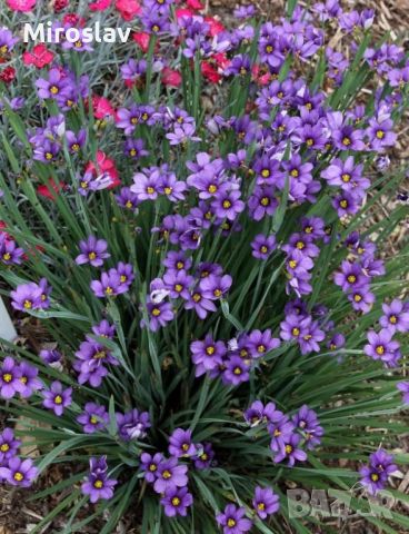 Сисиринхиум (Sisyrinchium angustifolium), снимка 4 - Градински цветя и растения - 45618883