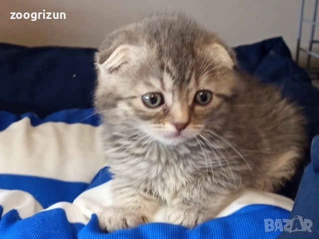 Шотландски клепоухи котенца, снимка 13 - Британска късокосместа - 53632007