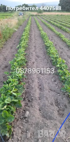 Разсад ягоди целогодишни , снимка 9 - Разсади - 49884414