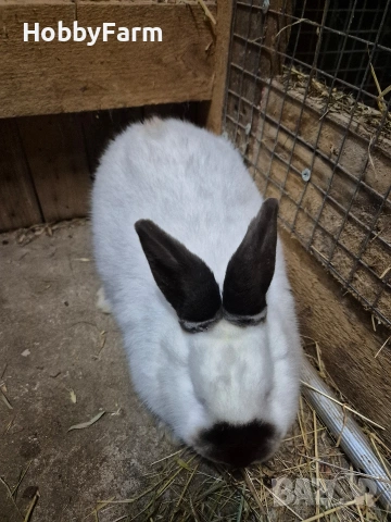 калифорнийски зайчета