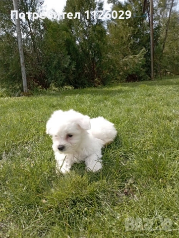 Малтийска болонка момиче , снимка 3 - Болонка - 52955923