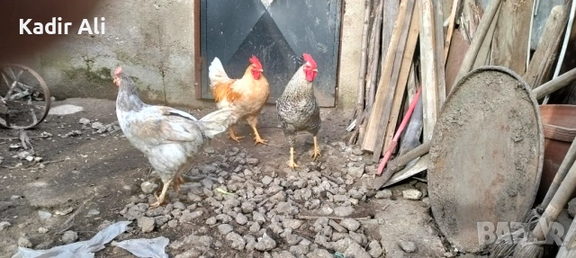 Продавам млади петли 