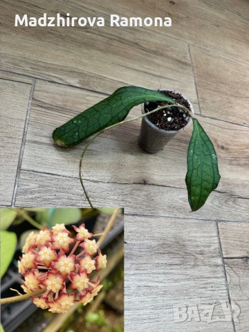 Хоя. Hoya sp Tanggamus 