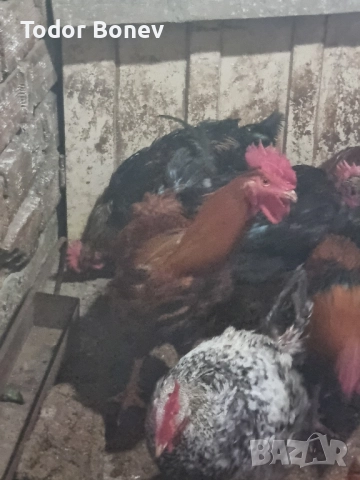 Продавам или разменям за ярки млади домашни петлета, снимка 9 - Кокошки и пуйки - 51544238