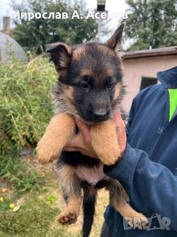 Немски Овчарки , снимка 8 - Немска овчарка - 52111989