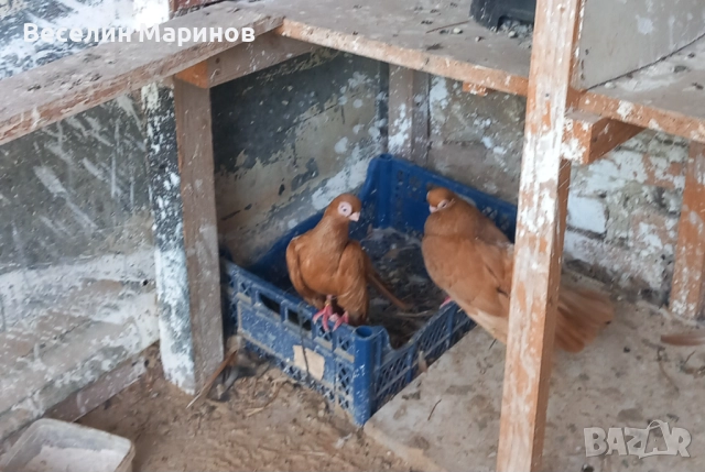 продавам  варненски  жьлти  6уменски2 модела  по6и спортни и стандарти и американци, снимка 3 - Гълъби - 51659125