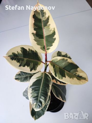 Ficus elastica "Tineke", снимка 5 - Стайни растения - 37943176