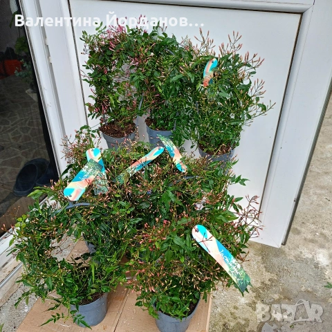 силно ароматен жасмин пред цъфтеж 