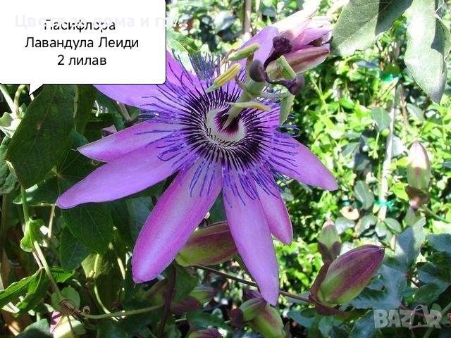 Пасифлора (Passiflora), снимка 4 - Разсади - 46802081