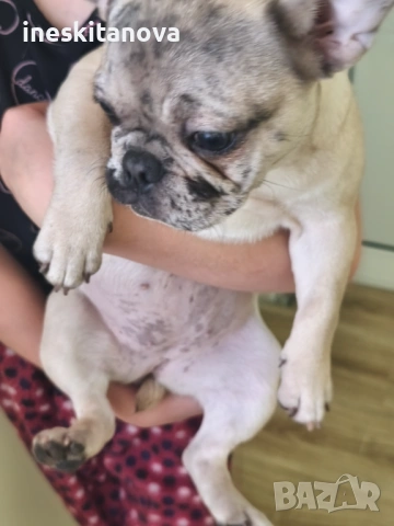 Френски булдог 4 месеца женски , снимка 4 - Френски булдог - 53315871