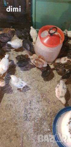 Пилета дворни домашни , снимка 1 - Кокошки и пуйки - 45958929