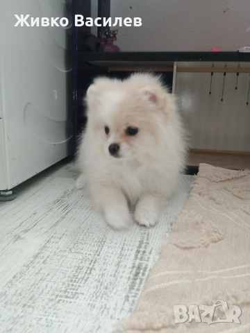 Померан момиче , снимка 2 - Померан - 53210697