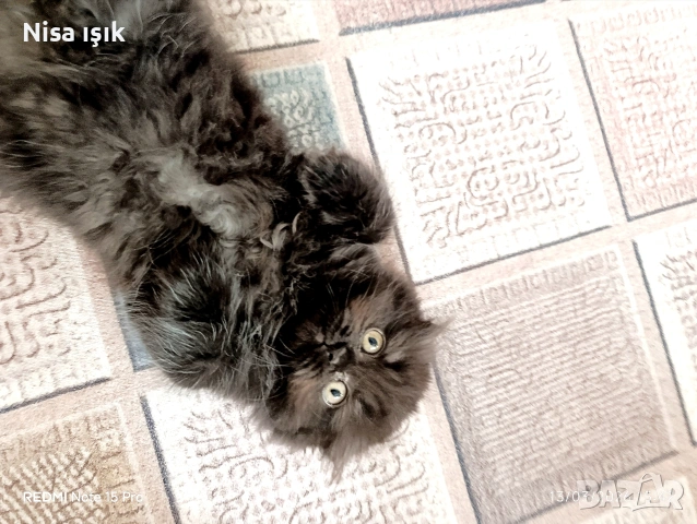 красавица цвят шоколад не е красива тя е уникална 