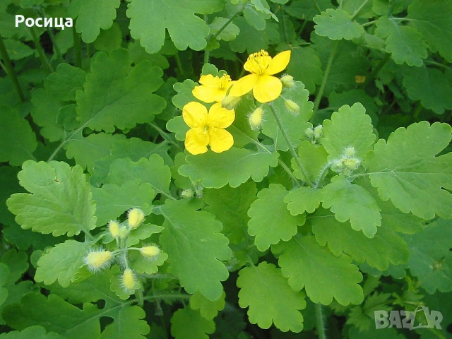 Продавам разсад от Сладък пелин , Змийско мляко 