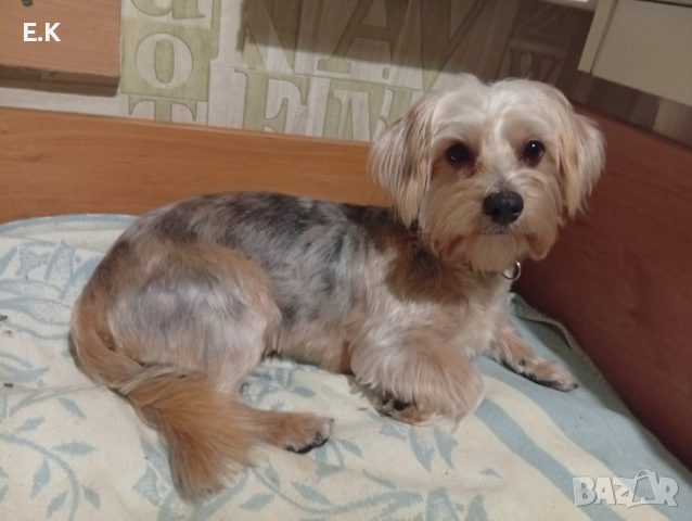 Йоркширски териер,женска със сини очи и мъжки мерле, снимка 4 - Йоркширски териер - 52876986