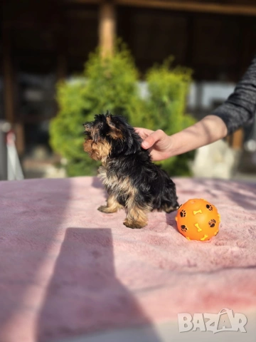 Мини Йоркширски териер момче , снимка 2 - Йоркширски териер - 54230894