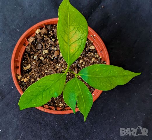 ЛИЧИ - малки дръвчета фиданки - Litchi Mauritius - екзотичен плод - витаминозна бомба, снимка 6 - Разсади - 46255423