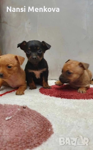 мини чиху пинчери, снимка 2 - Пинчер - 52348906