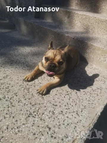 френски булдог женска. , снимка 2 - Френски булдог - 50194174