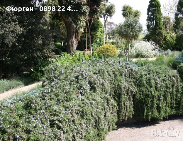 Розмарин Каскаден - Rosmarinus officinalis prostrata, снимка 3 - Разсади - 51360286