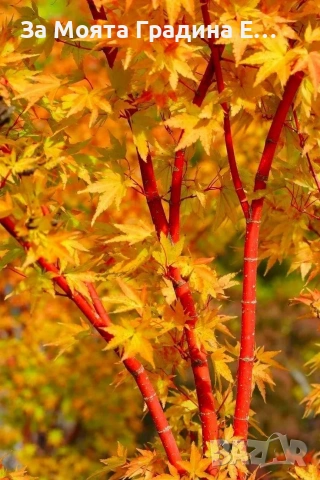 Ацер-Санго Каку, снимка 4 - Градински цветя и растения - 53744016