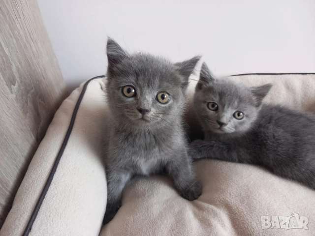 Британски Котета момичета , снимка 4 - Британска късокосместа - 52909301