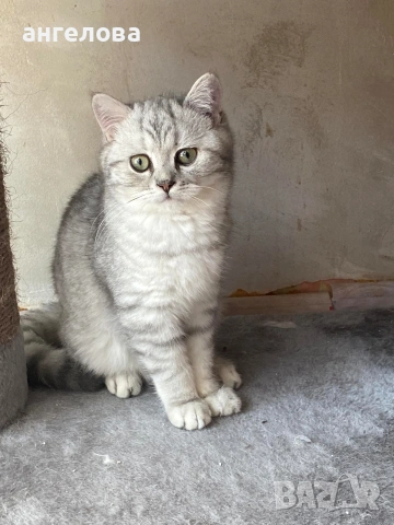 Британец сребърна чинчила , снимка 5 - Британска късокосместа - 54228905