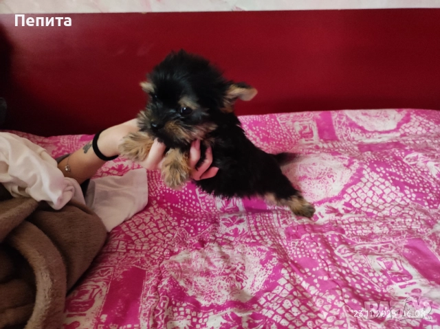 Мини йоркширски териер