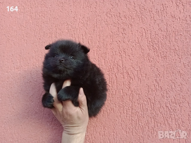 Черен Померан. Момченце.