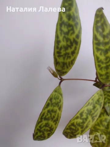 Есхинантус, Aeschynanthus marmoratus, снимка 4 - Стайни растения - 47036806