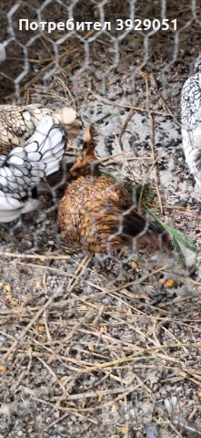 продавам ярки и петли зибрайт, снимка 3 - Кокошки и пуйки - 50129003