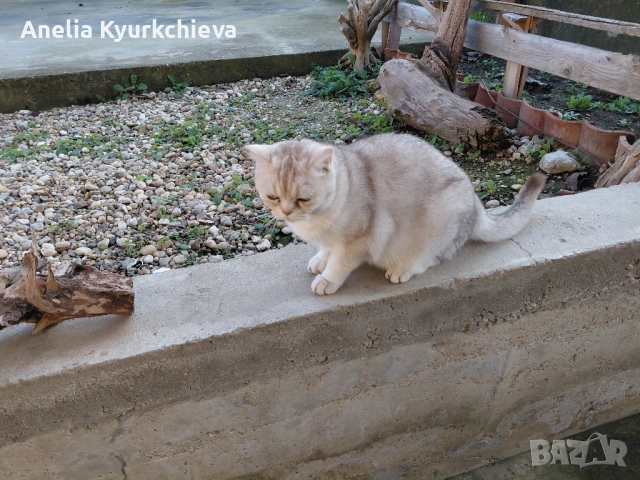 британско късокосменно , снимка 2 - Британска късокосместа - 52996338