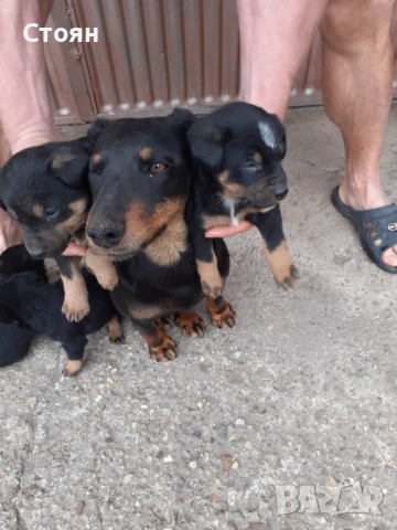 Ягдтериери-всички кученца са продадени, снимка 18 - Ягдтериер - 53523678